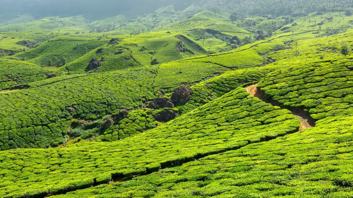 Munnar Tea Hills