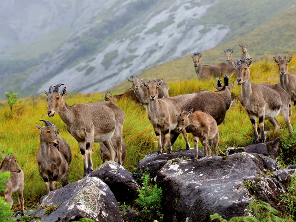Mountain scenery in the Eravikulam National Park region