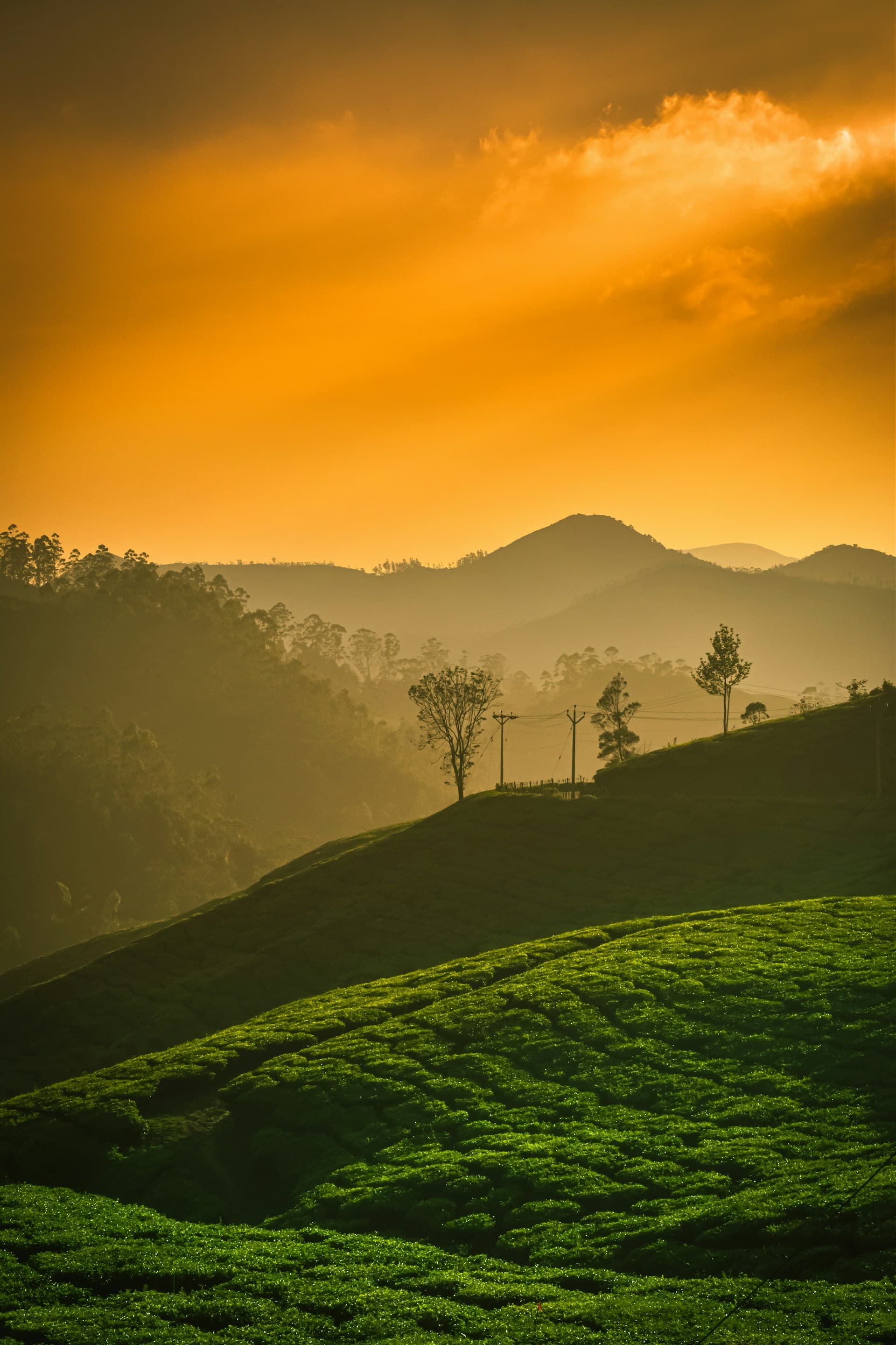 Munnar 3 Days Hill Station Tour