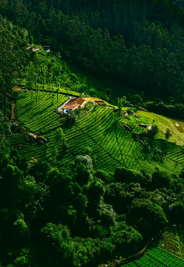 Green tea estates in the Nilgiri hills