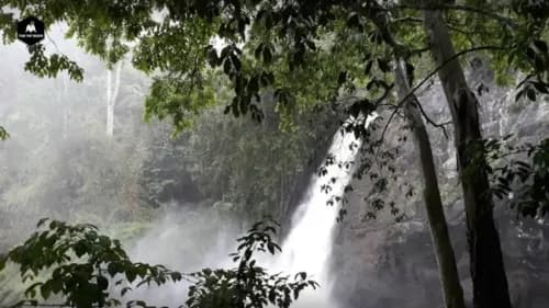 Waterfall surrounded by greenery