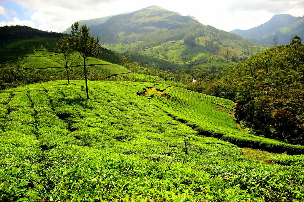 Green tea estates in Wayanad